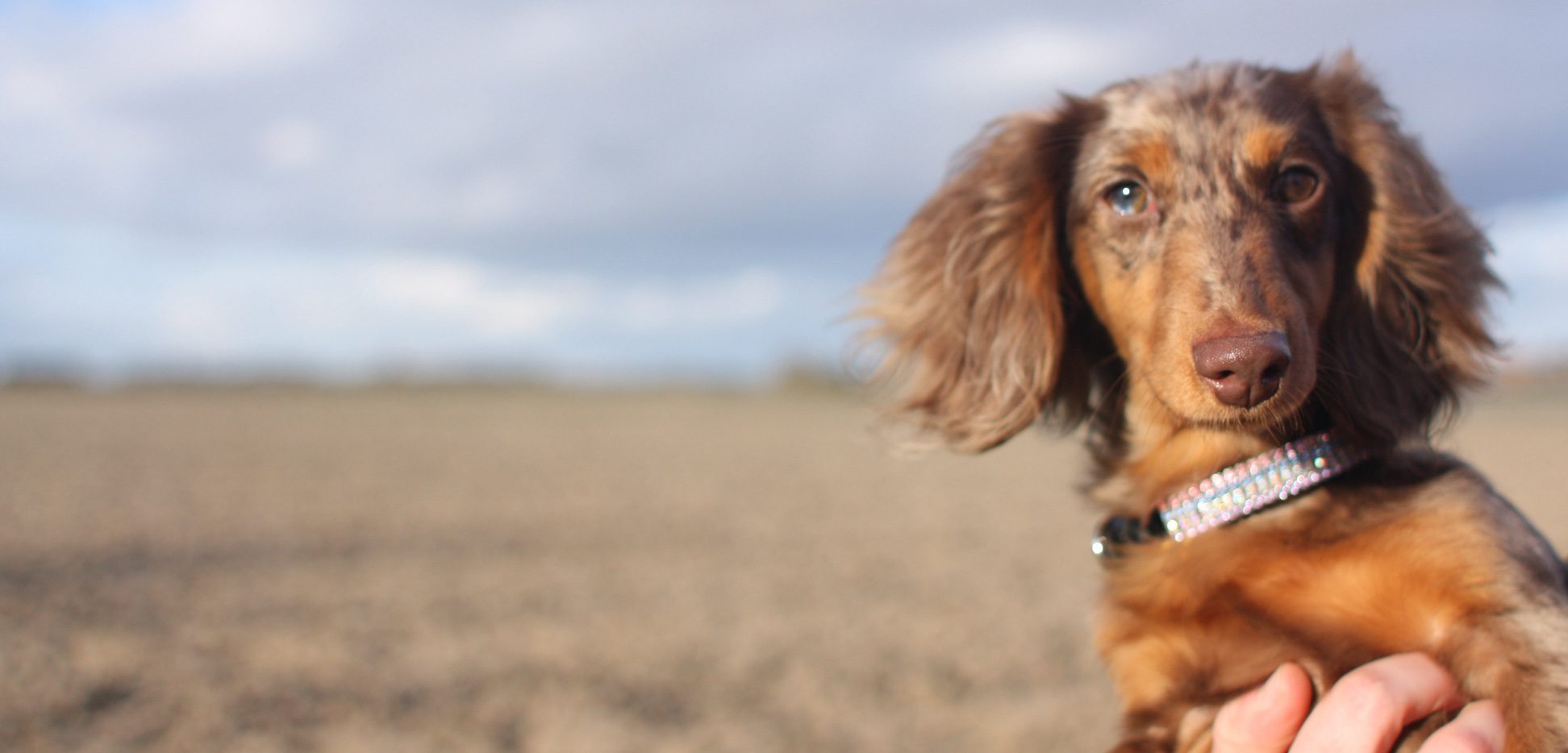 Dog Training and Dog Trainer Puppy Classes Bourne, Peterborough, Lincolnshire, Stamford