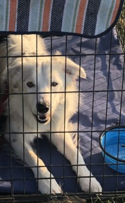 Dog Crate Training – Do I Need it?