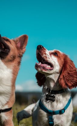 Why Training your Dog is Essential