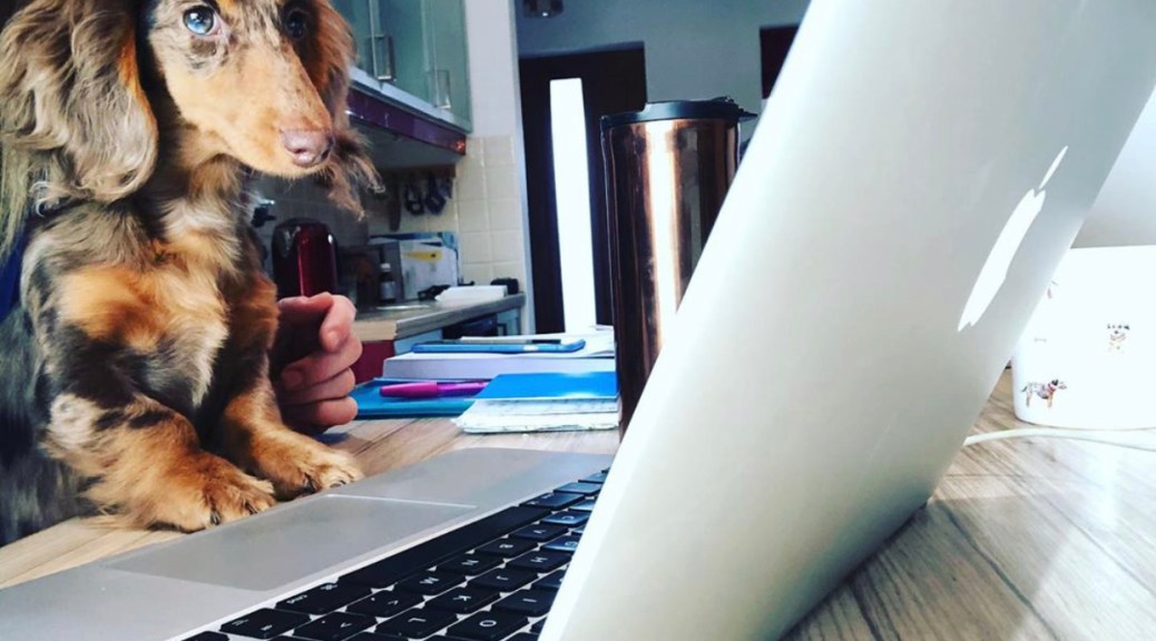 WORKING FROM HOME WITH YOUR DOG – TIPS, TRICKS AND MORE!