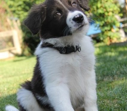 Advice and Tips Before Buying a Puppy