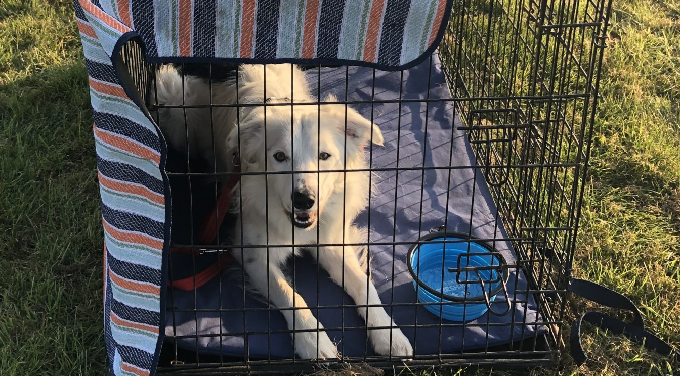 Dog Crate Training – Do I Need it?