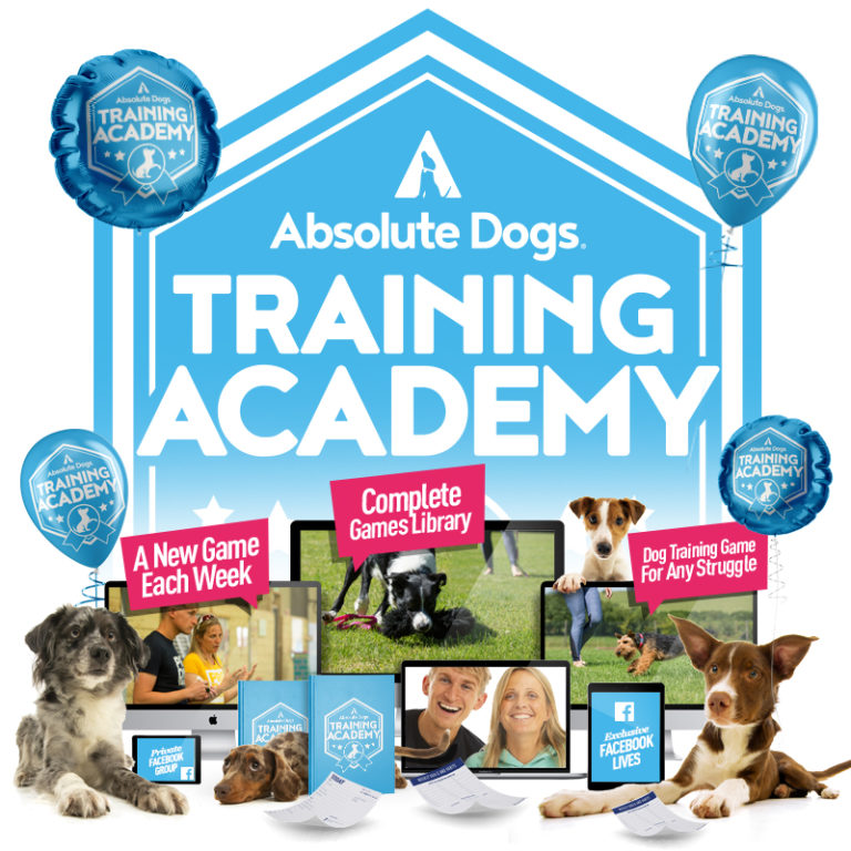 Absolute Dogs Training Academy On The Ball Absolute Dogs Training Academy On The Ball