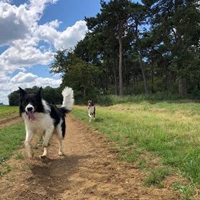 Residential training in bourne, lincolnshire and peterborough with on the ball dog behaviour and training