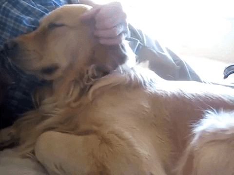 Gif of owner stroking a sleep dog by dog trainer in peterborough, bourne and stamford On The Ball Dog Behaviour and Training