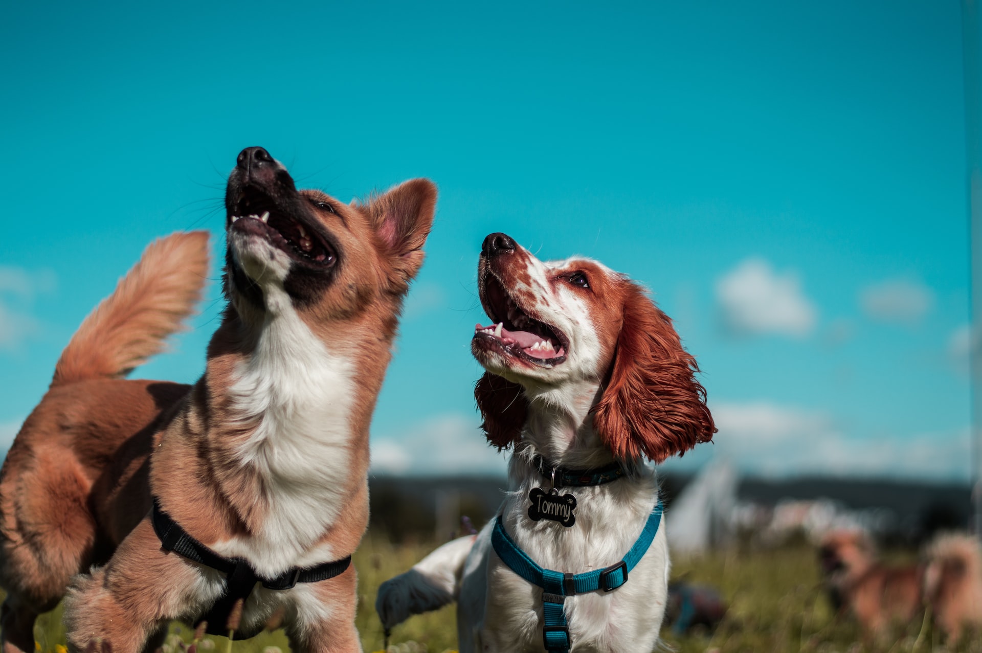 Why Training your Dog is Essential
